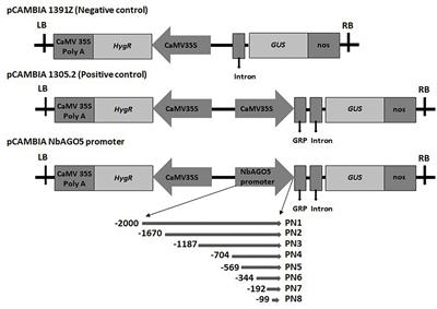 NbNAC42 and NbZFP3 Transcription Factors Regulate the Virus Inducible NbAGO5 Promoter in Nicotiana benthamiana